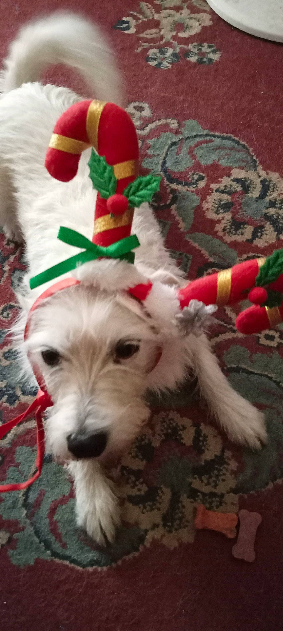 Pebbles joined the competition — help win amazing prizes! carnivore, christmas_decoration, christmas_eve, christmas_ornament, collar, companion_dog, dog, dog_breed, dog_supply, event, fictional_character, fur, hat, holiday, holiday_ornament, ornament, santa_claus, sporting_group, terrier, working_animal