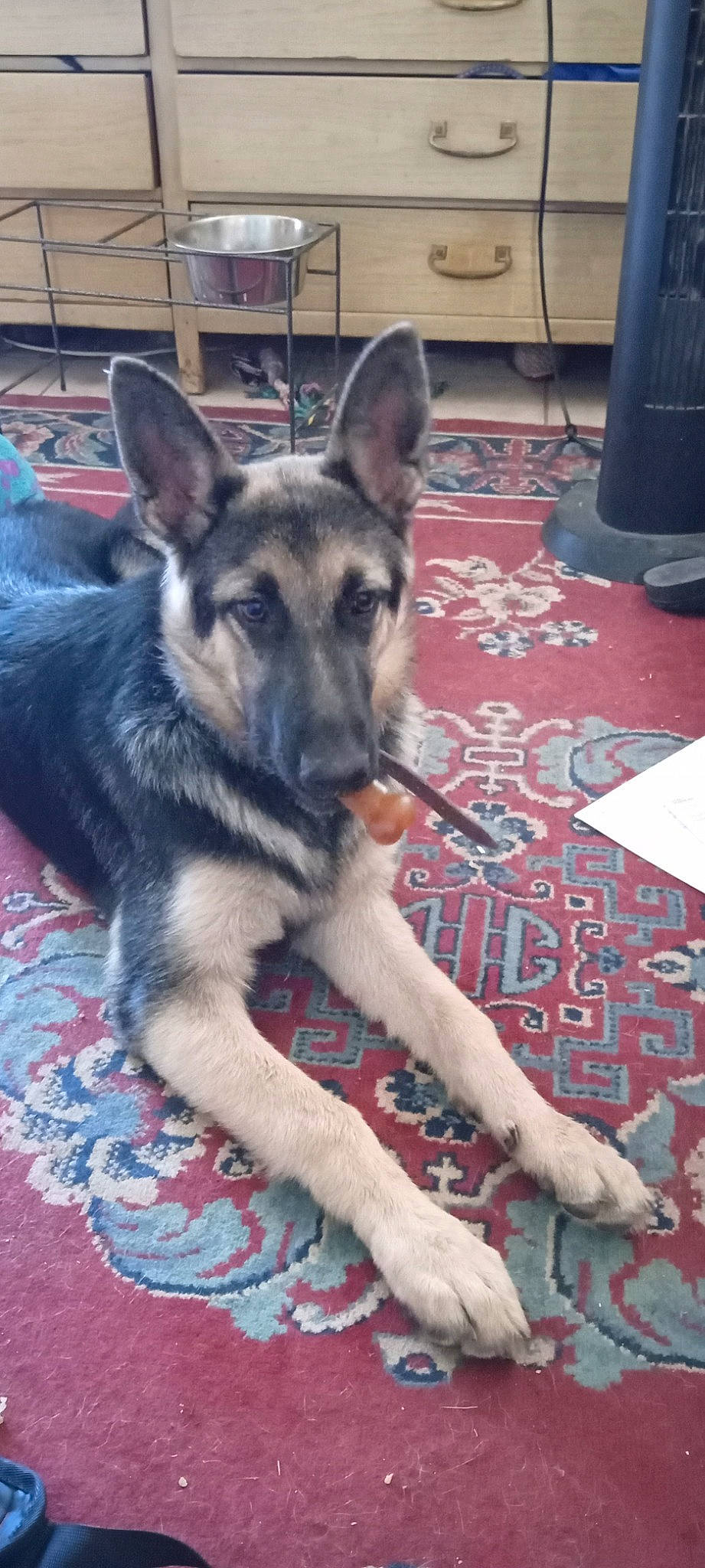 Abby joined the competition — help win amazing prizes! canidae, carnivore, carpet, companion_dog, dog, dog_breed, dog_supply, east_european_shepherd, fawn, flooring, fur, german_shepherd_dog, herding_dog, king_shepherd, old_german_shepherd_dog, paw, sitting, snout, sporting_group, working_dog