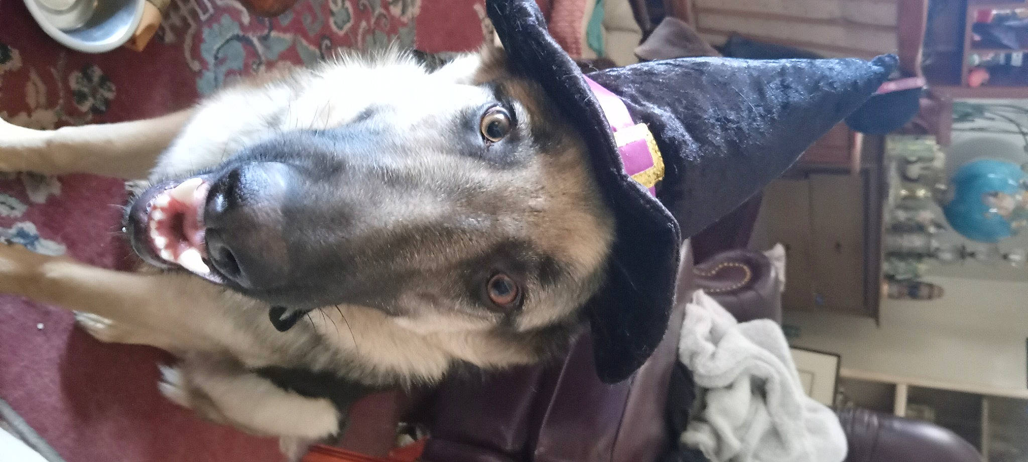 Abby is registered to the contest to win money with this photo: burro, canidae, carnivore, collar, dog_breed, ear, fawn, fur, goats, guard_dog, horse_tack, livestock, pack_animal, pet_supply, reindeer, snout, sporting_group, terrestrial_animal, whiskers, working_animal