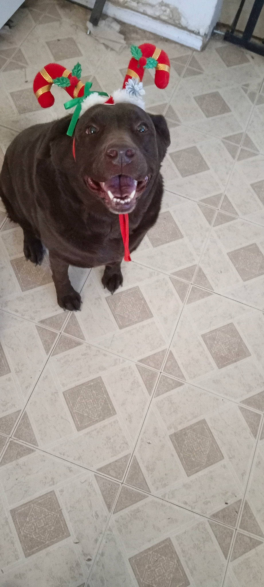 Coco is registered to the contest to win money with this photo: borador, canidae, carnivore, collar, companion_dog, dog, dog_breed, dog_collar, floor, flooring, fur, leash, liver, retriever, road_surface, snout, sporting_group, tail, tile_flooring, working_animal