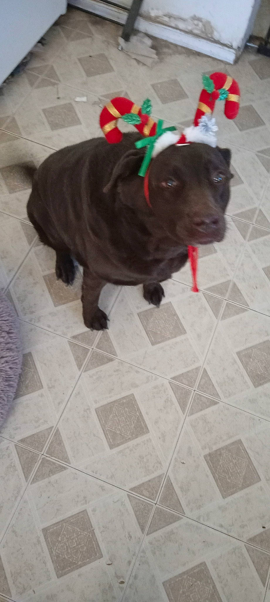 Coco joined the competition — help win amazing prizes! borador, canidae, carnivore, collar, companion_dog, dog, dog_breed, dog_collar, dog_supply, floor, flooring, fur, liver, pet_supply, road_surface, snout, sporting_group, tail, tile_flooring, working_animal