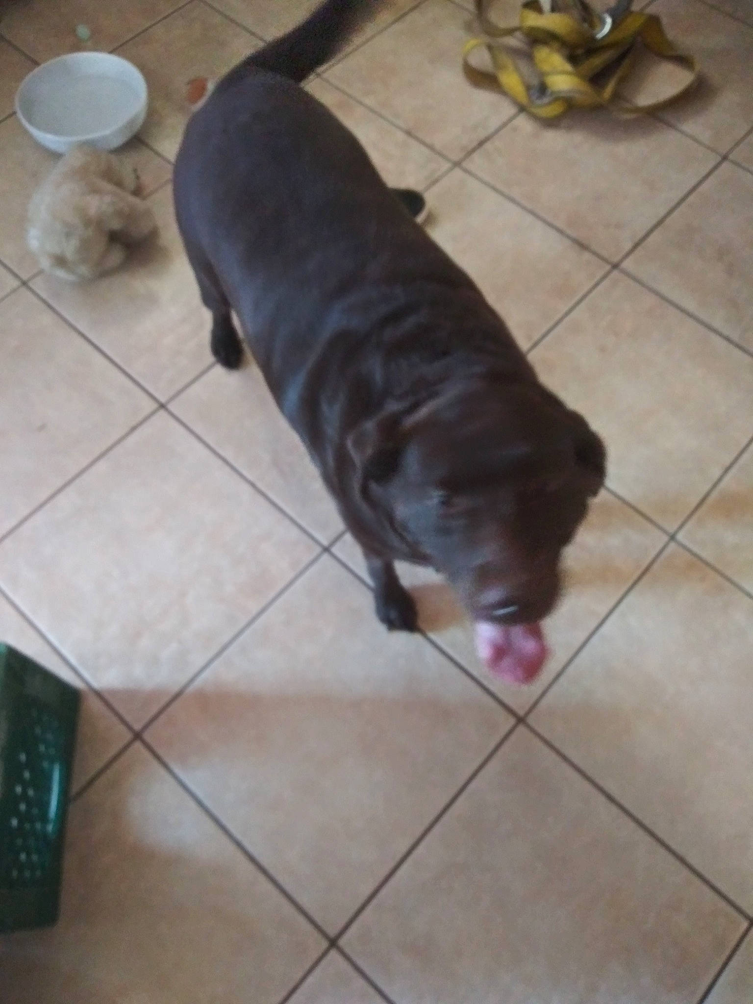 Coco is registered to the contest to win money with this photo: carnivore, companion_dog, dog, dog_breed, door_mat, fawn, floor, flooring, fur, gun_dog, hardwood, liver, pet_supply, serveware, snout, sporting_group, tableware, tail, wood, working_animal