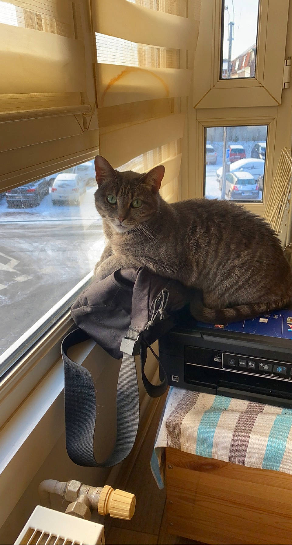 Perle participe au concours pour gagner de l'argent avec cette photo : carnivore, cat, comfort, desk, desktop_computer, felidae, grey, hardwood, interior_design, living_room, office_equipment, personal_computer, plant, room, small_to_medium_sized_cats, table, tail, whiskers, window, wood