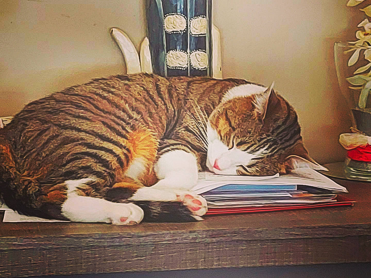 Nevada a rejoint le concours — aidez-le/la à gagner de superbes lots ! bed, bedding, carnivore, cat, comfort, couch, domestic_short_haired_cat, felidae, flooring, fur, linens, nap, paw, plant, room, small_to_medium_sized_cats, tail, whiskers, window, wood