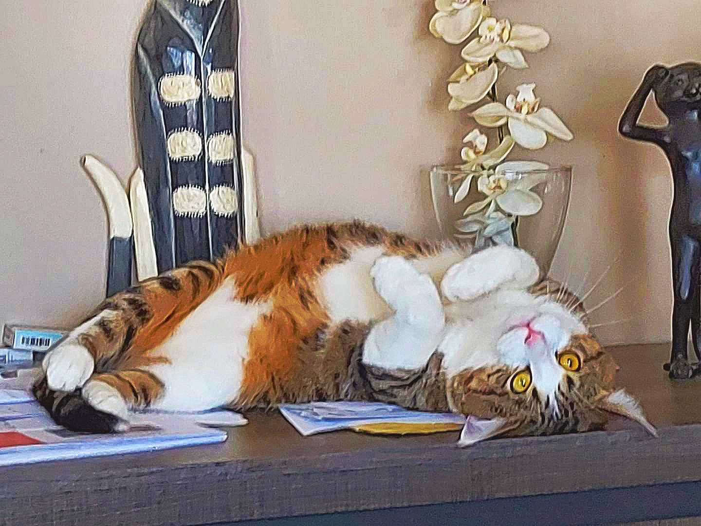 Nevada participe au concours pour gagner de l'argent avec cette photo : art, chair, comfort, companion_dog, domestic_short_haired_cat, feather, felidae, fur, linens, mammal, picture_frame, room, small_to_medium_sized_cats, stuffed_toy, tail, toy, vertebrate, visual_arts, whiskers, wood