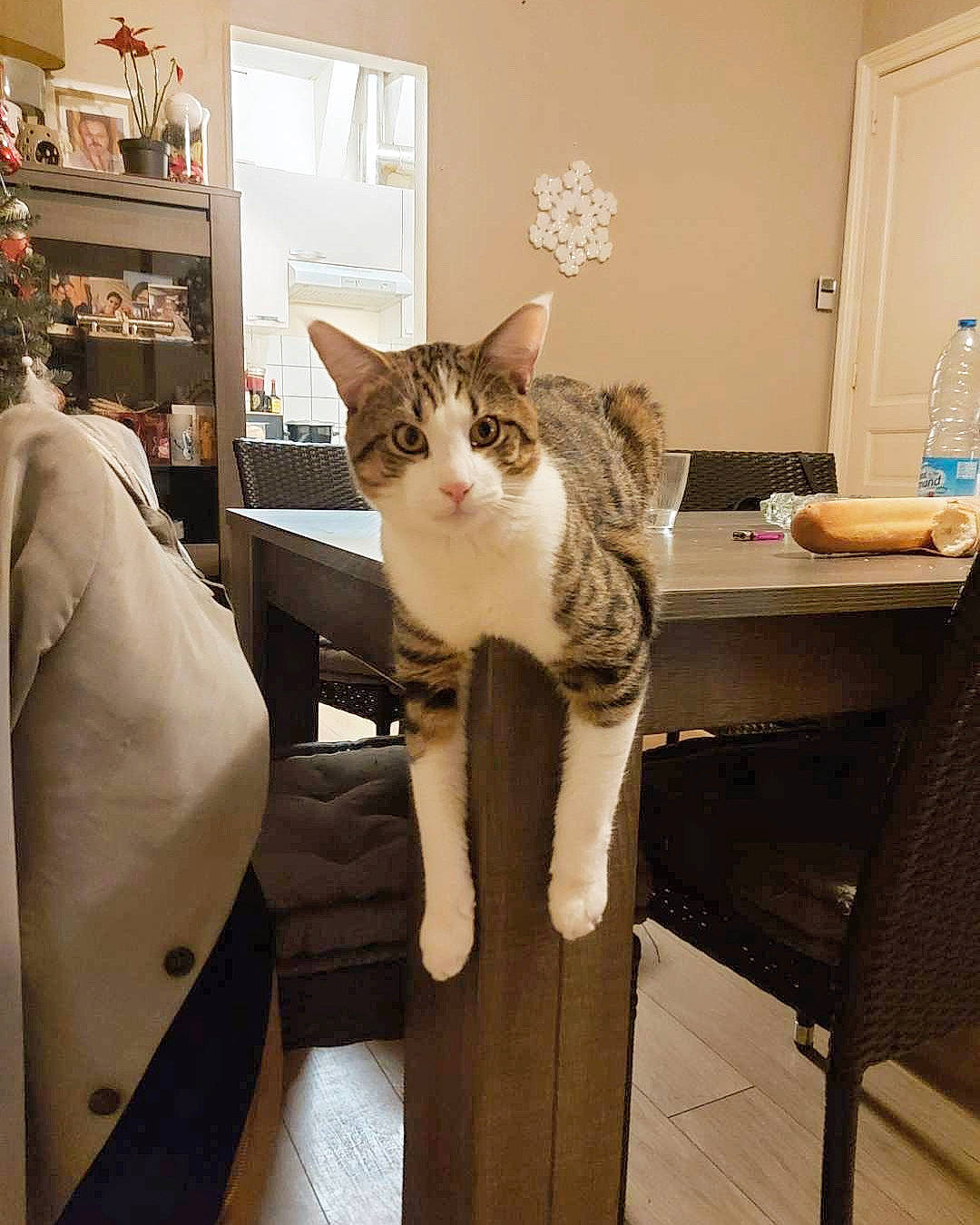 Nevada participe au concours pour gagner de l'argent avec cette photo : bottle, carnivore, cat, chair, comfort, domestic_short_haired_cat, drawer, felidae, fur, mammal, picture_frame, room, shelf, shelving, small_to_medium_sized_cats, tail, vertebrate, whiskers, window, wood