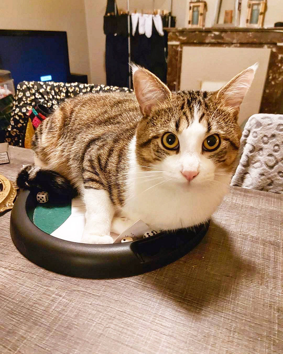 Nevada a rejoint le concours — aidez-le/la à gagner de superbes lots ! box, carnivore, cat, cat_furniture, cat_supply, comfort, domestic_short_haired_cat, felidae, fur, metal, paw, pet_supply, picture_frame, room, serveware, small_to_medium_sized_cats, snout, table, whiskers, window