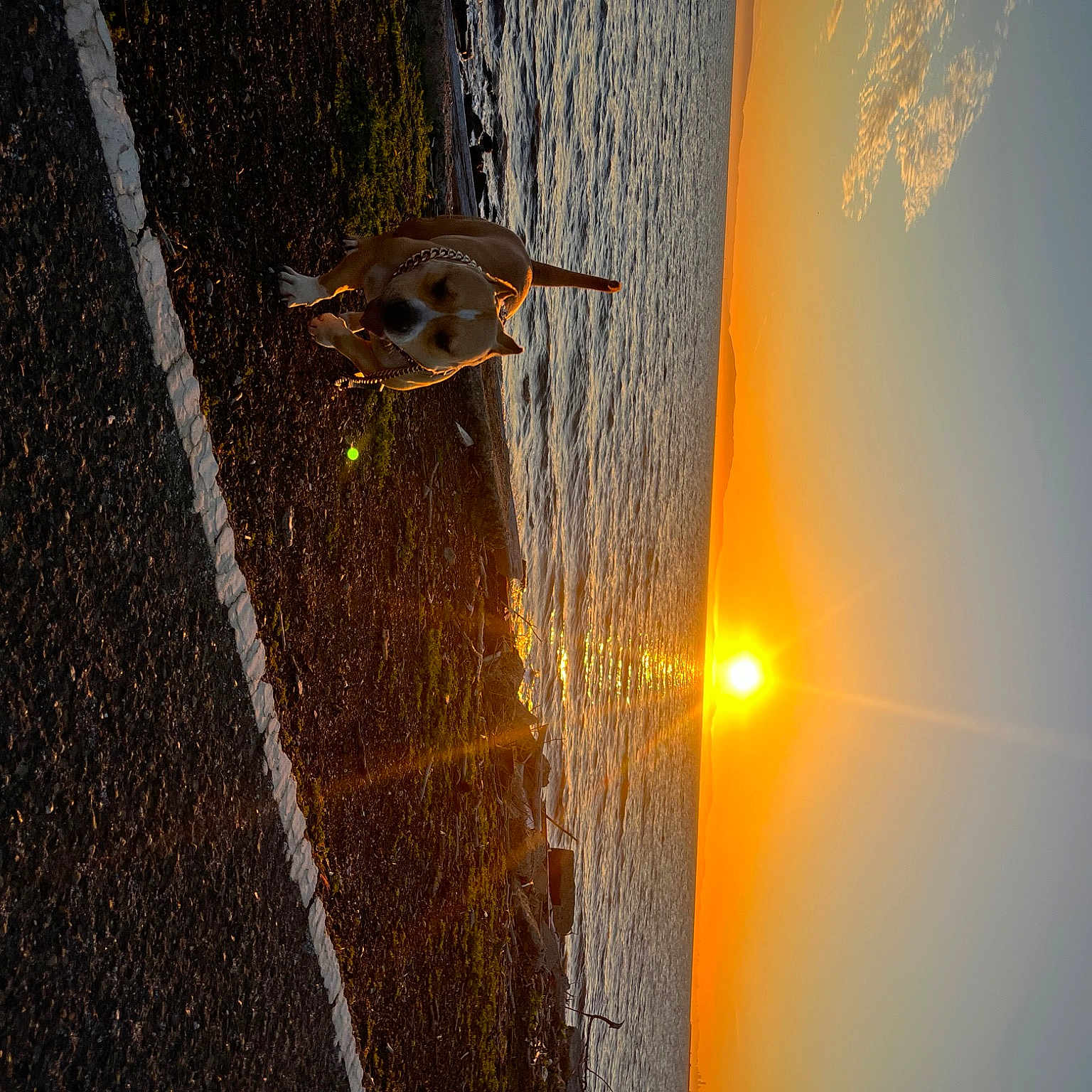 Lusimba is registered to the contest to win money with this photo: asphalt, astronomical_object, heat, landscape, lens_flare, plant, reflection, road, road_surface, shadow, sky, soil, street_light, tail, tar, tints_and_shades, tree, trunk, water, wood