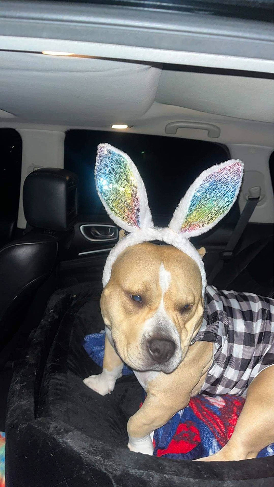 Lusimba is registered to the contest to win money with this photo: automotive_exterior, automotive_mirror, car, carnivore, comfort, companion_dog, dog, dog_breed, dog_supply, door, ear, fawn, plaid, snout, tartan, tire, vehicle, vehicle_door, wheel, window
