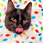 Robin is registered to the contest to win money with this photo: black_cat, cat, close_up, colorful_background, curious, decorative_lights, drool, ears, feline, festive, fur, indoor, licking, patterned_paper, pet, playful, portrait, tongue_out, whiskers, yellow_eyes