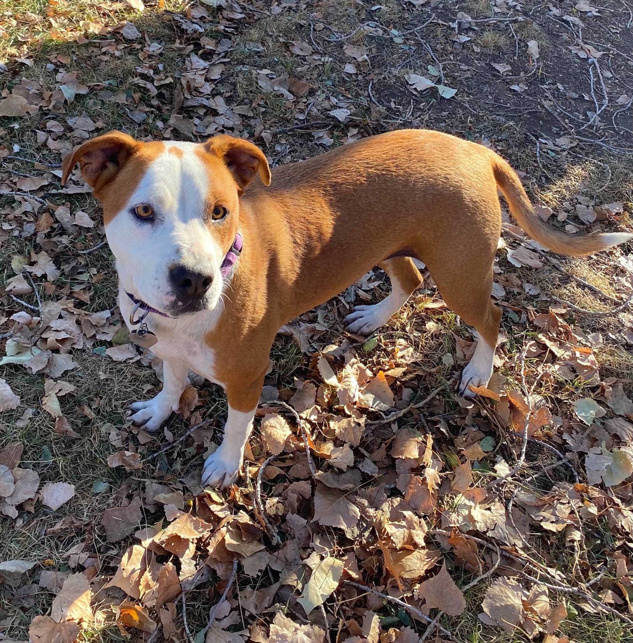 Bailey joined the competition — help win amazing prizes! ancient_dog_breeds, canidae, carnivore, companion_dog, dog, dog_breed, fawn, hunting_dog, irishjacks, non_sporting_group, paw, snout, soil, sporting_group, street_dog, tail, terrestrial_animal, terrier, working_animal