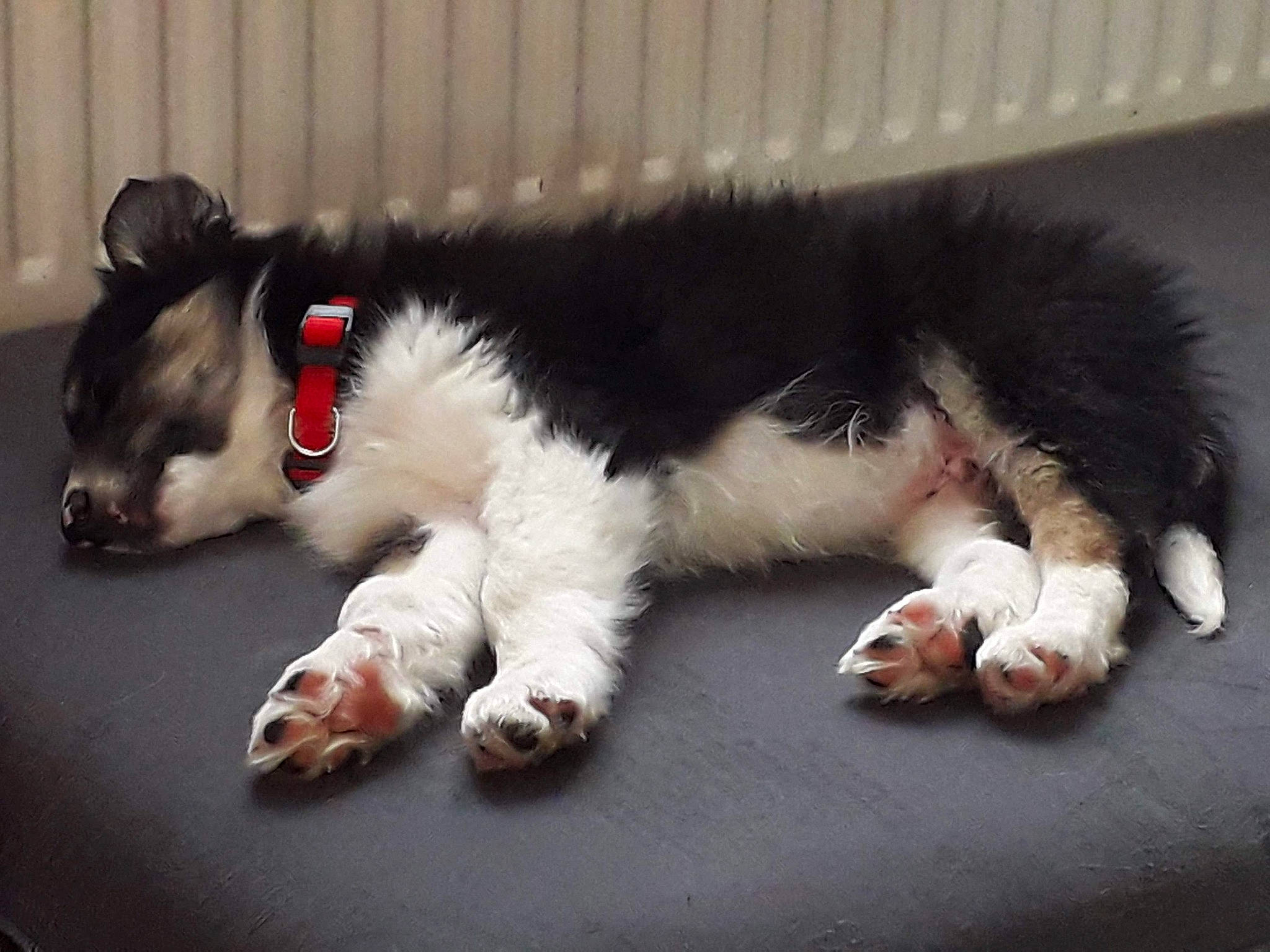 éros a rejoint le concours — aidez-le/la à gagner de superbes lots ! carmine, carnivore, cat, claw, comfort, companion_dog, dog_breed, domestic_short_haired_cat, eye, felidae, foot, fur, human_leg, nap, paw, small_to_medium_sized_cats, snout, tail, terrestrial_animal, whiskers