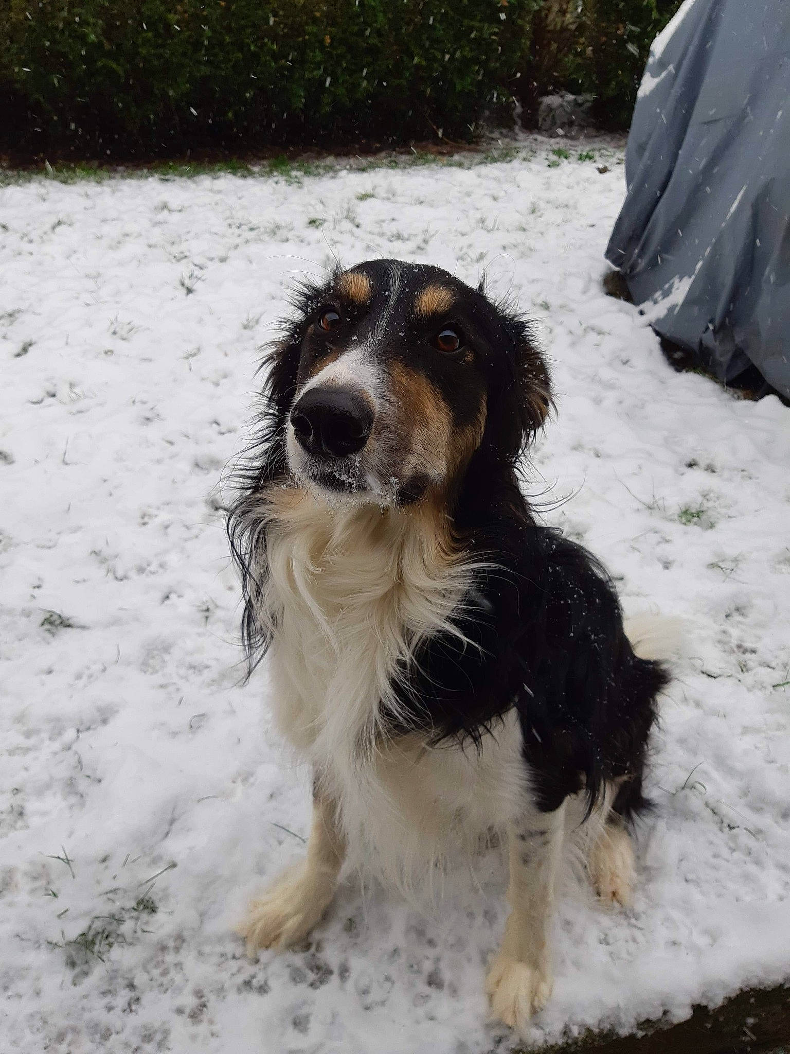 éros a rejoint le concours — aidez-le/la à gagner de superbes lots ! canidae, carnivore, companion_dog, dog, dog_breed, freezing, fur, gun_dog, hunting_dog, plant, snout, snow, sporting_group, terrestrial_animal, winter, working_dog