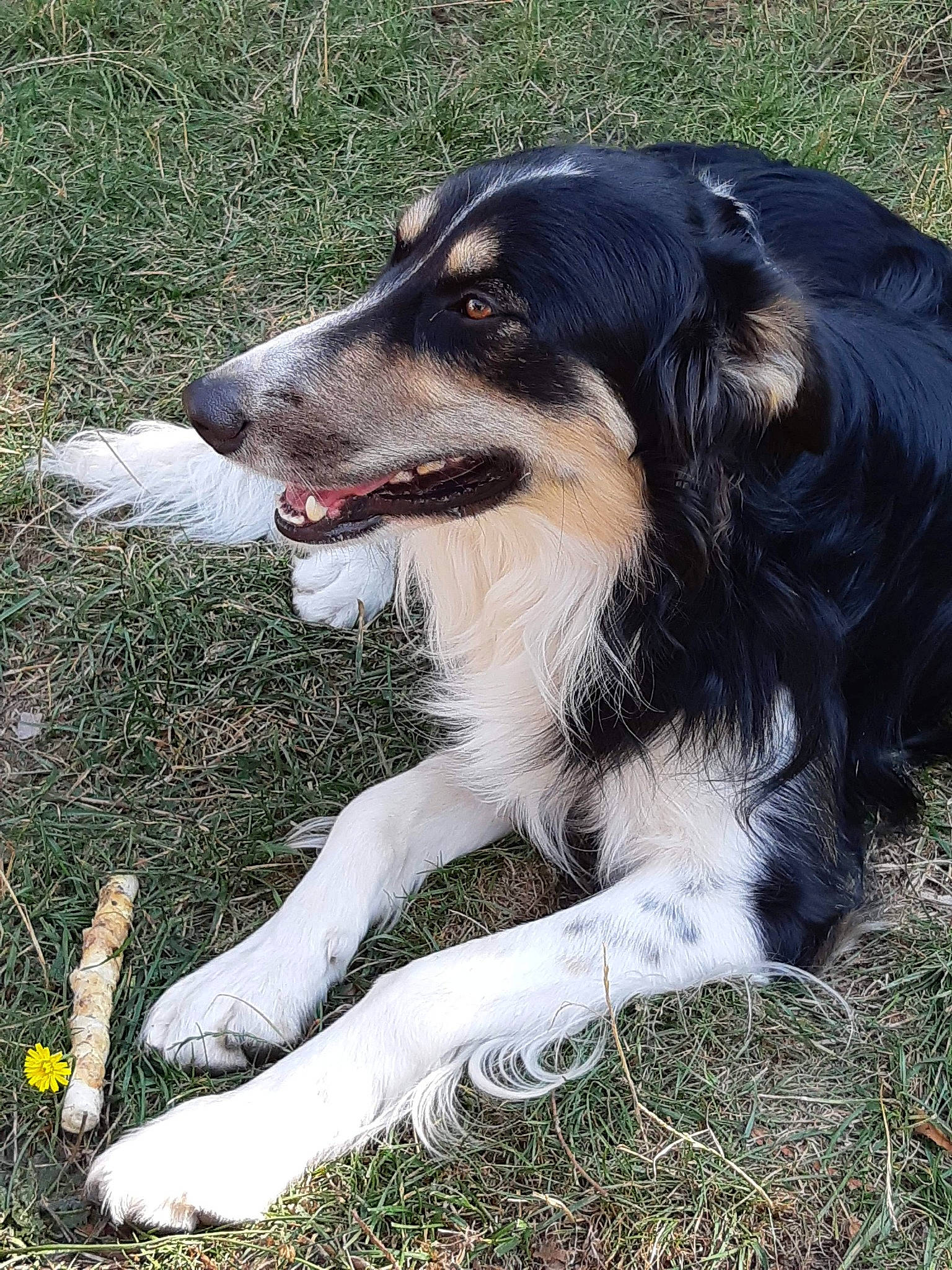 éros participe au concours pour gagner de l'argent avec cette photo : border_collie, carnivore, companion_dog, dog, dog_breed, fur, grass, herding_dog, plant, terrestrial_animal, working_dog