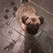 Kyrie joined the competition — help win amazing prizes! animal, bare_feet, black_mask, brown_fur, curious, cute, dog, floor, home, indoor, looking_up, paw_prints, pet, playful, puppy, small_dog, tiles, water_spots, wet, young_dog