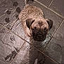 animal, bare_feet, black_mask, brown_fur, curious, cute, dog, floor, home, indoor, looking_up, paw_prints, pet, playful, puppy, small_dog, tiles, water_spots, wet, young_dog