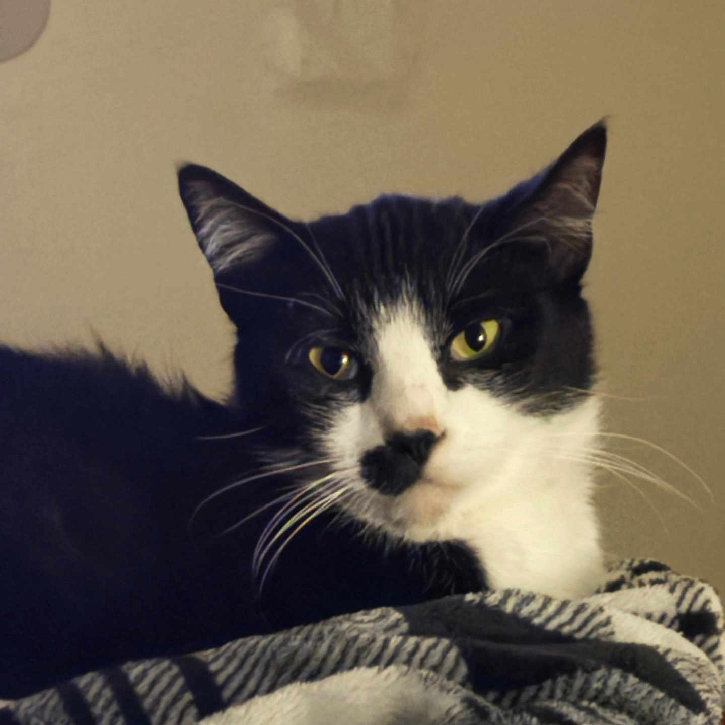 Kiki is registered to the contest to win money with this photo: animal, black_and_white, blanket, calm, cat, close_up, cozy, cute, domestic_cat, feline, fur, indoor, mammal, pet, portrait, relaxed, resting, soft_texture, whiskers, yellow_eyes