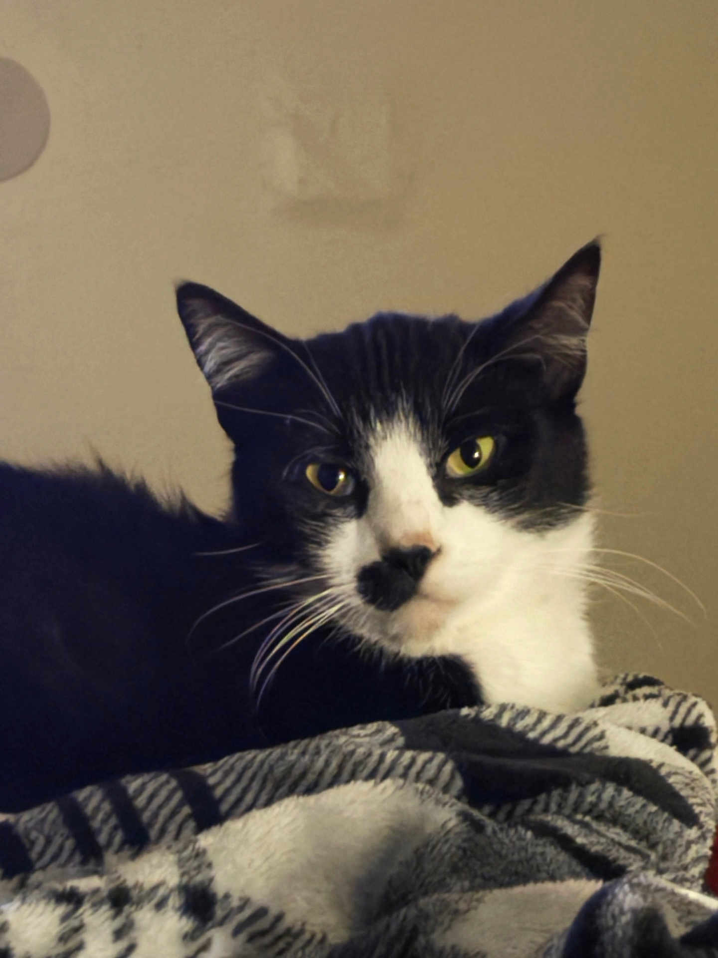 Kiki is registered to the contest to win money with this photo: cat, black_and_white, pet, animal, whiskers, feline, indoor, blanket, resting, portrait, close_up, yellow_eyes, fur, cozy, relaxed, cute, domestic_cat, mammal, soft_texture, calm