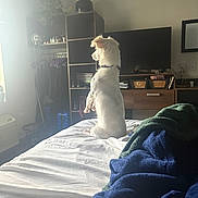 Alma joined the competition — help win amazing prizes! dog, bed, blanket, white_dog, furniture, television, cabinet, window, indoor, domestic, pet, curious, sitting, light, cozy, room, blankets, collar, houseplant, shelf