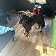 Fatz joined the competition — help win amazing prizes! dog, black_dog, brown_dog, indoor, wooden_floor, chair, couch, window, sunlight, suitcase, water_bottle, floor_vent, curious, pet, animal, furniture, home, shadow, daylight, living_room