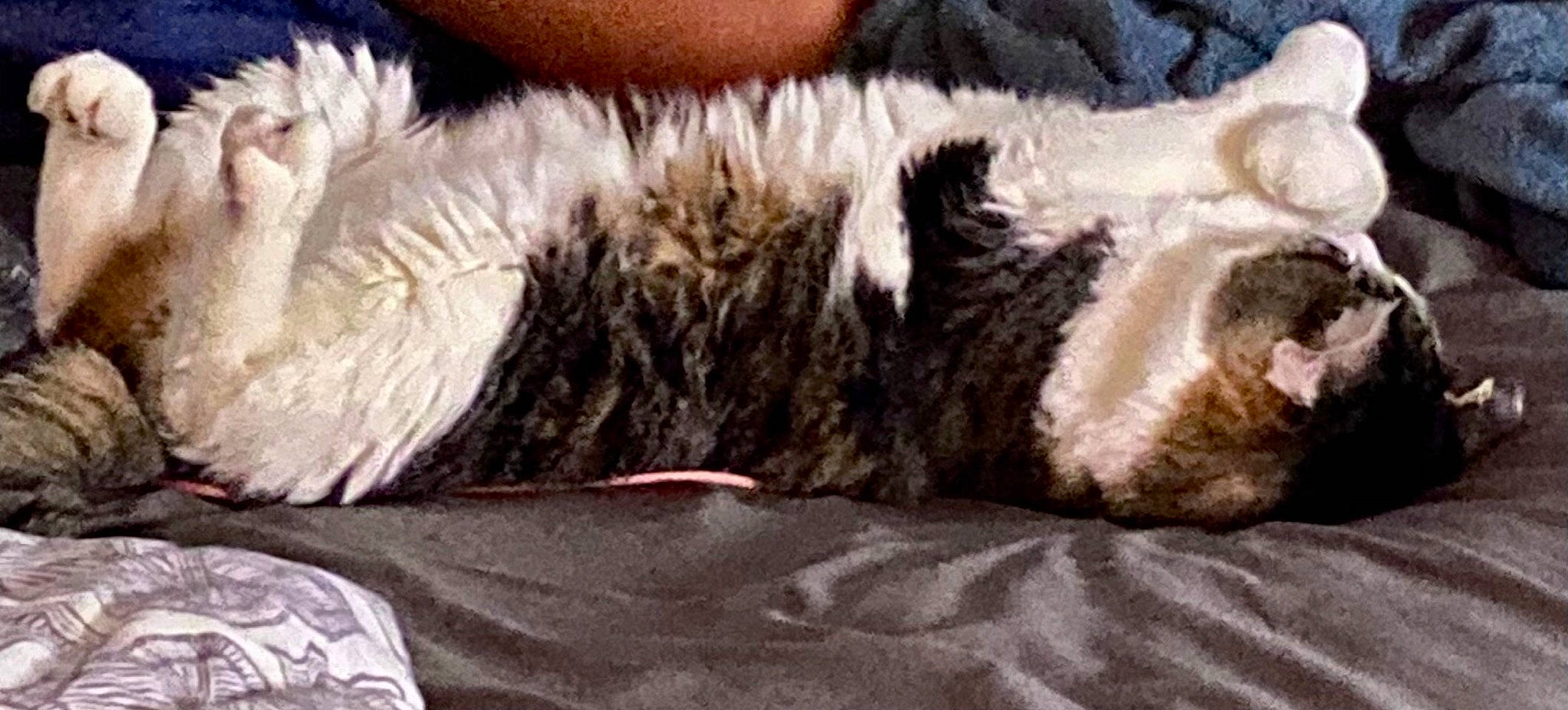 Tyty is registered to the contest to win money with this photo: carnivore, cat, claw, comfort, dog_breed, domestic_short_haired_cat, felidae, fur, fur_clothing, linens, nap, natural_material, paw, small_to_medium_sized_cats, sporting_group, tail, terrestrial_animal, whiskers, wool, woolen