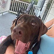 Pongo joined the competition — help win amazing prizes! dog, puppy, chocolate_labrador, tongue_out, pet, happy, smiling, close_up, porch, rocking_chair, person, holding, outdoor, greenery, collar, tag, fence, house, casual, summer