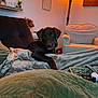 Pongo joined the competition — help win amazing prizes! dog, labrador, brown_dog, living_room, couch, blanket, lamp, armchair, remote_control, basket, wall_art, flower_vase, home_decor, plant, wood_floor, soft_lighting, pet, indoor, relaxing, furniture