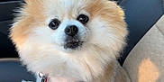 Gypsy Belle is registered to the contest to win money with this photo: dog, pomeranian, fluffy, pet, car_seat, beige, purse, leather, cute, animal, companion, indoor, portrait, small_dog, furry, sitting, looking, face, ears, nose