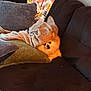 Gypsy Belle is registered to the contest to win money with this photo: dog, pomeranian, blanket, couch, pillow, cozy, pet, indoor, fur, small_dog, resting, comfort, home, cute, animal, snuggled, relaxed, domestic, living_room, soft