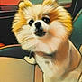 Gypsy Belle joined the competition — help win amazing prizes! dog, pomeranian, pet, fluffy, car, car_interior, seat, animal, cute, closeup, portrait, furry, small_dog, looking, indoor, transportation, mammal, companion, domestic_animal, adorable
