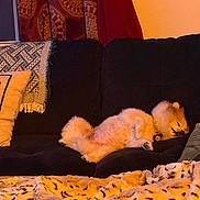 Gypsy Belle joined the competition — help win amazing prizes! dog, sleeping, couch, blanket, pillow, indoor, cozy, fur, pet, relaxing, home, rest, animal, comfort, living_room, curtain, decor, soft, warm_light, furniture