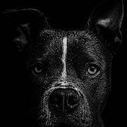 Milo a rejoint le concours — aidez-le/la à gagner de superbes lots ! dog, portrait, black_and_white, close_up, animal, face, muzzle, ears, fur, whiskers, intense_gaze, noir, moody, dark_background, wet_fur, canine, expression, studio_lighting, detailed, serious