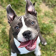 Milo a rejoint le concours — aidez-le/la à gagner de superbes lots ! animal, blue_eyes, canine, closeup, cute, dog, ears_up, friendly, fur, grass, happy, looking_up, nature, outdoor, pet, playful, portrait, smiling, tongue_out, white_markings