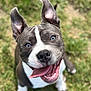 dog, happy, tongue_out, blue_eyes, ears_up, grass, outdoor, pet, smiling, canine, animal, closeup, playful, friendly, fur, white_markings, portrait, looking_up, cute, nature