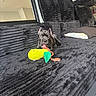 Sosa joined the competition — help win amazing prizes! puppy, dog, black_dog, toy, plush_toy, couch, pillows, mirror, indoor, pet, chewing, playful, fur, small_dog, home, relaxing, animal, cute, canine, domestic