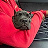 Sosa is registered to the contest to win money with this photo: dog, black_dog, pet, resting, red_sweater, human_arm, car_interior, seat, window, casual_clothing, relaxed, closeup, comfort, companion, domestic_animal, animal_face, texture, casual, indoor, leisure