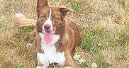 Yumi a rejoint le concours — aidez-le/la à gagner de superbes lots ! animal_portrait, border_collie, brown_and_white, collar, daylight, dog, dry_grass, field, floppy_ear, grass, happy, long_hair, outdoor, pet, sitting, smiling, tongue_out, upright_ear, white_chest, white_paws