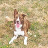 animal_portrait, border_collie, brown_and_white, collar, daylight, dog, dry_grass, field, floppy_ear, grass, happy, long_hair, outdoor, pet, sitting, smiling, tongue_out, upright_ear, white_chest, white_paws