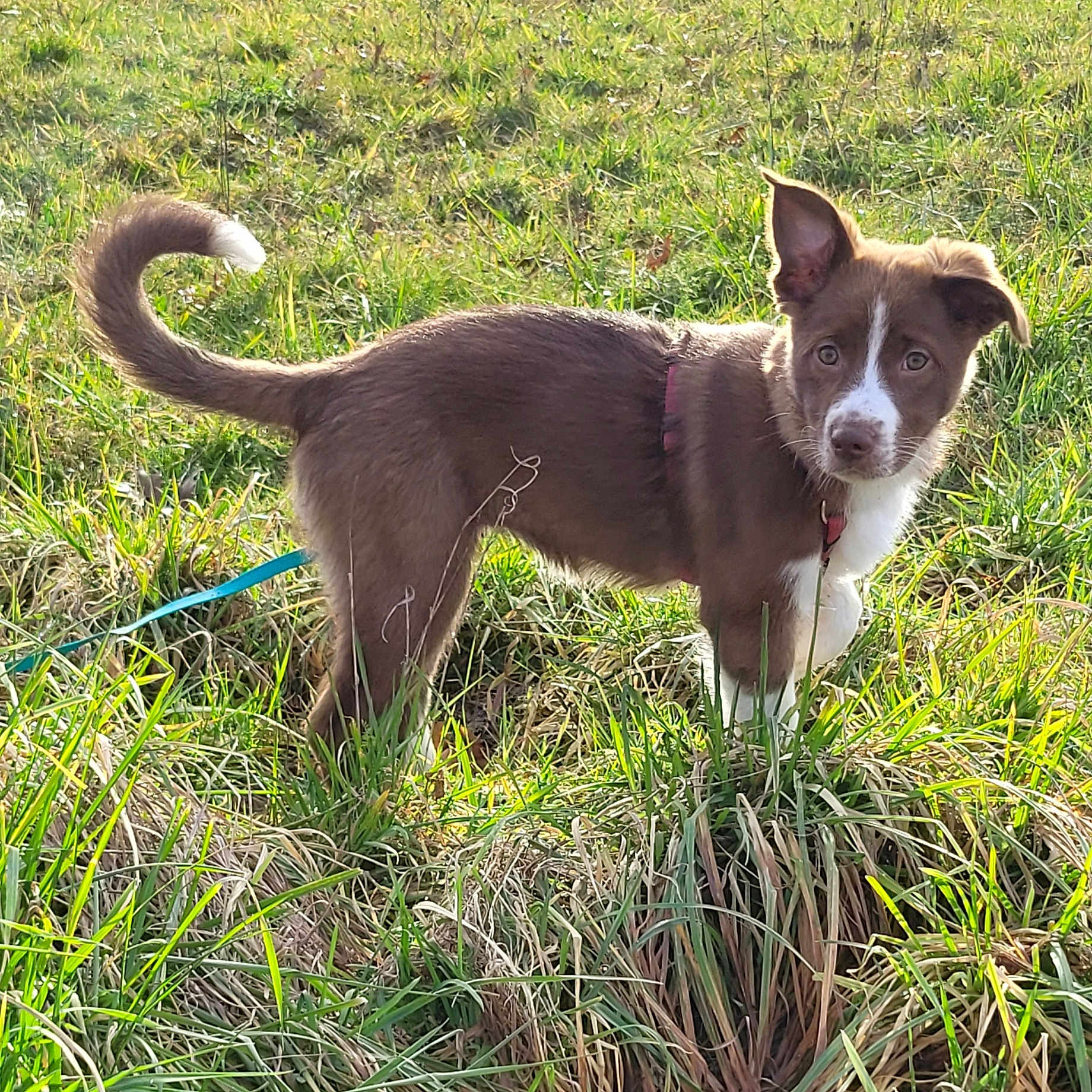 Yumi a rejoint le concours — aidez-le/la à gagner de superbes lots ! alert, animal, brown, canine, collar, curious, dog, ears, field, fur, grass, leash, nature, outdoor, pet, puppy, sunlight, tail, white, young