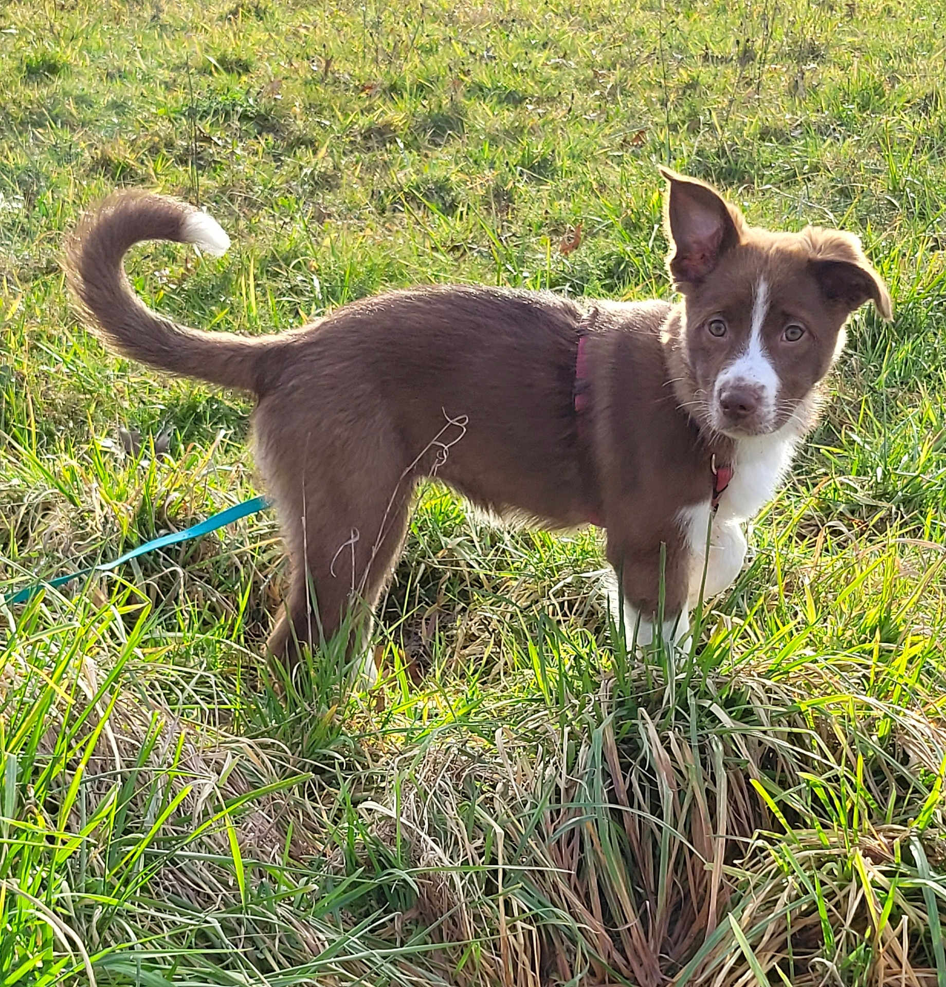 Yumi a rejoint le concours — aidez-le/la à gagner de superbes lots ! dog, puppy, grass, outdoor, field, animal, pet, young, brown, white, curious, ears, tail, leash, nature, sunlight, alert, fur, collar, canine
