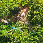 Yumi participe au concours pour gagner de l'argent avec cette photo : alert, brown_and_white, bushes, camouflage, canine, collar, dog, foliage, garden, greenery, happy, leash, leaves, nature, outdoors, portrait, puppy, standing, sunlight, tongue_out