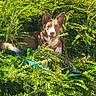 alert, brown_and_white, bushes, camouflage, canine, collar, dog, foliage, garden, greenery, happy, leash, leaves, nature, outdoors, portrait, puppy, standing, sunlight, tongue_out
