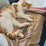 Loki a rejoint le concours — aidez-le/la à gagner de superbes lots ! cat, orange_and_white, pet, animal, lying_down, relaxed, sleepy, portrait, indoors, blanket, fleece, chair, laptop, cozy, home, furniture, whiskers, ears, tail, photography