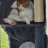 Loki participe au concours pour gagner de l'argent avec cette photo : cat, cats, orange_and_white, feline, pet, animal, cat_tree, scratching_post, cubby, shelter, sleeping, resting, cozy, indoors, garden, grass, window, rooftop, portrait, cute