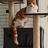 Loki participe au concours pour gagner de l'argent avec cette photo : cat, orange_cat, white_cat, pet, animal, feline, sitting, portrait, indoor, cat_tree, scratching_post, play_structure, tail, whiskers, ears, fur, window, home, vertical_photo, cute