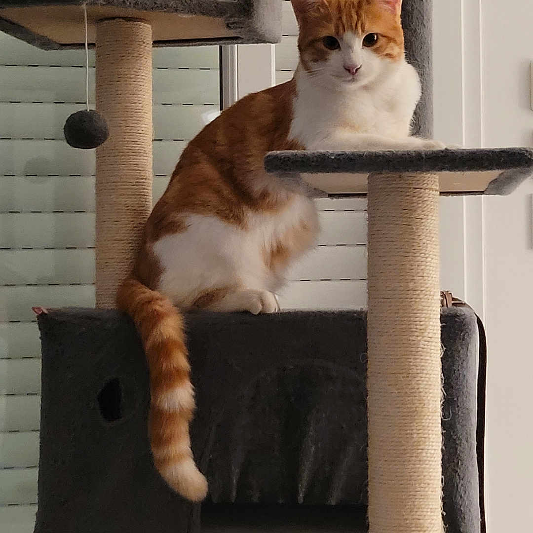 Loki