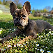 Blue participe au concours pour gagner de l'argent avec cette photo : dog, french_bulldog, puppy, grass, flowers, daisies, outdoor, sunlight, blue_sky, nature, pet, animal, cute, lying_down, greenery, spring, closeup, tongue_out, ears_up, young