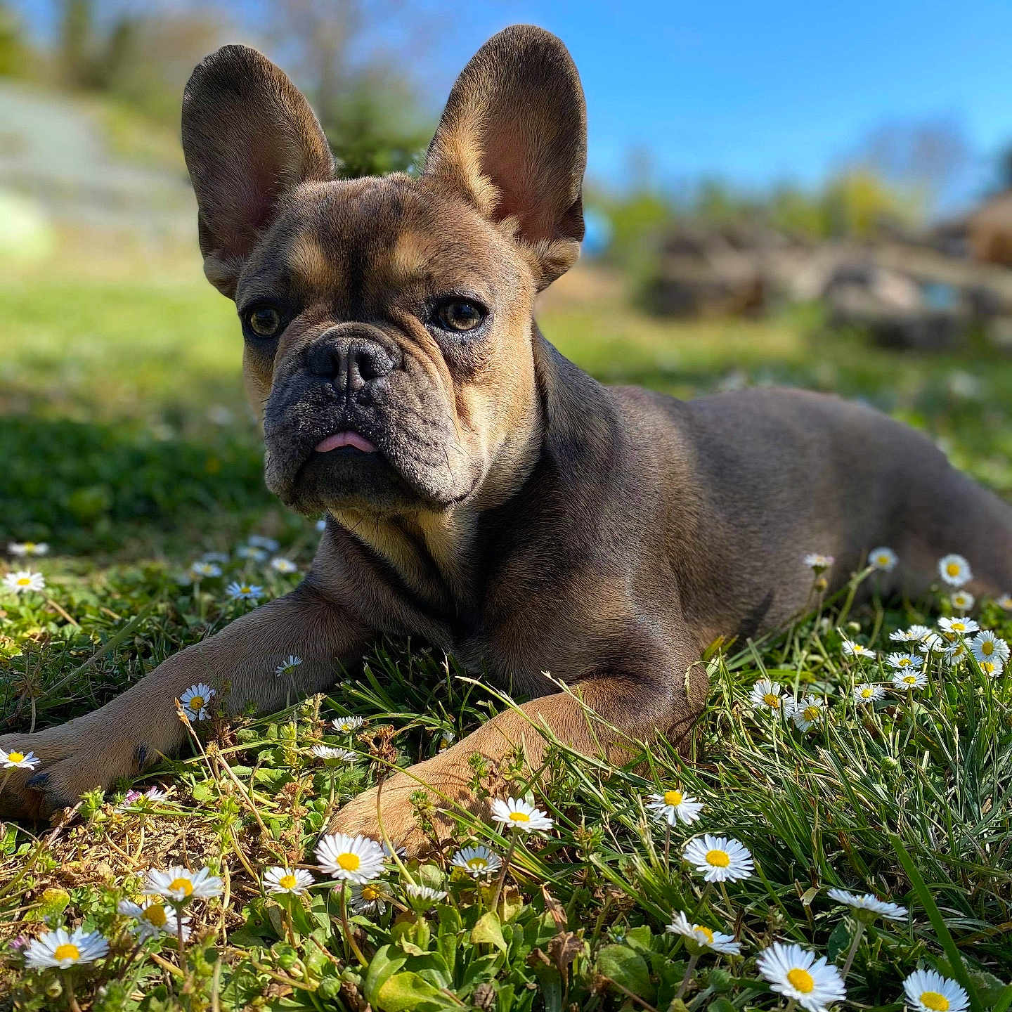 Blue participe au concours pour gagner de l'argent avec cette photo : animal, blue_sky, closeup, cute, daisies, dog, ears_up, flowers, french_bulldog, grass, greenery, lying_down, nature, outdoor, pet, puppy, spring, sunlight, tongue_out, young