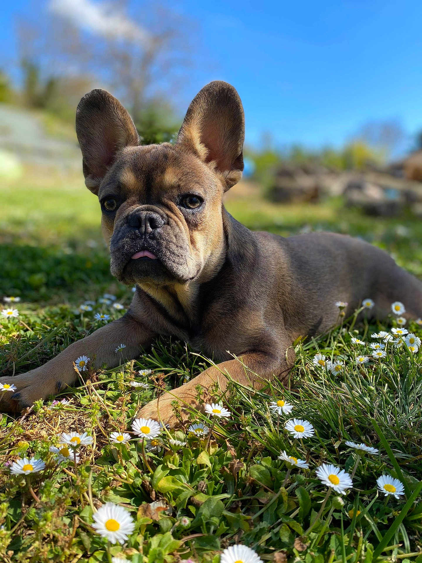 Blue participe au concours pour gagner de l'argent avec cette photo : dog, french_bulldog, puppy, grass, flowers, daisies, outdoor, sunlight, blue_sky, nature, pet, animal, cute, lying_down, greenery, spring, closeup, tongue_out, ears_up, young
