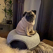 Orseise participe au concours pour gagner de l'argent avec cette photo : dog, pug, pet_bed, blanket, curtains, plant, indoor, cozy, furniture, fur, brown, gray, cute, small_dog, animal, companion, resting, soft_texture, home, living_room